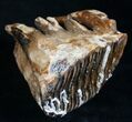 Juvenile Woolly Mammoth Molar With Roots #8483-2